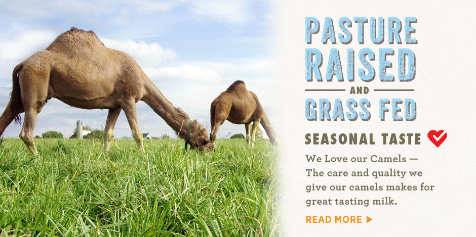 Camels are all grass fed and pasture raised