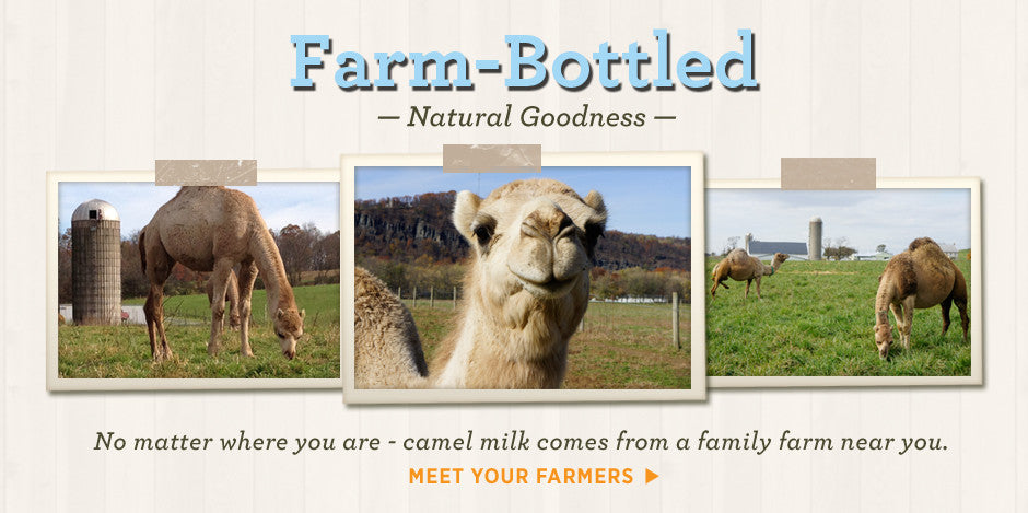 Camel milk is farm bottled
